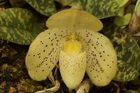 Paphiopedilum wenshanense, Orchidaceae This white form with small speckles on the petals and lip was photographed in the same area in Yunnan as https://www.jungledragon.com/image/74836/paphiopedilum_wenshanense.html<br />
<br />
The dorsal sepal is mostly unmarked, so the markings on the flowers of this species are highly variable. As mentioned in the previous post, the colour may be white to yellow and the spots can be bold and large or fine specks.<br />
<br />
Paph. wenshanense is reported by the World Checklist of Selected Plant Families to occur in Yunnan province in China. I have seen it in neighbouring Guizhou. As far as I know the distribution of this species does not extend into Myanmar nor Thailand. China,Paphiopedilum wenshanense,lady's slipper,limestone rocks
