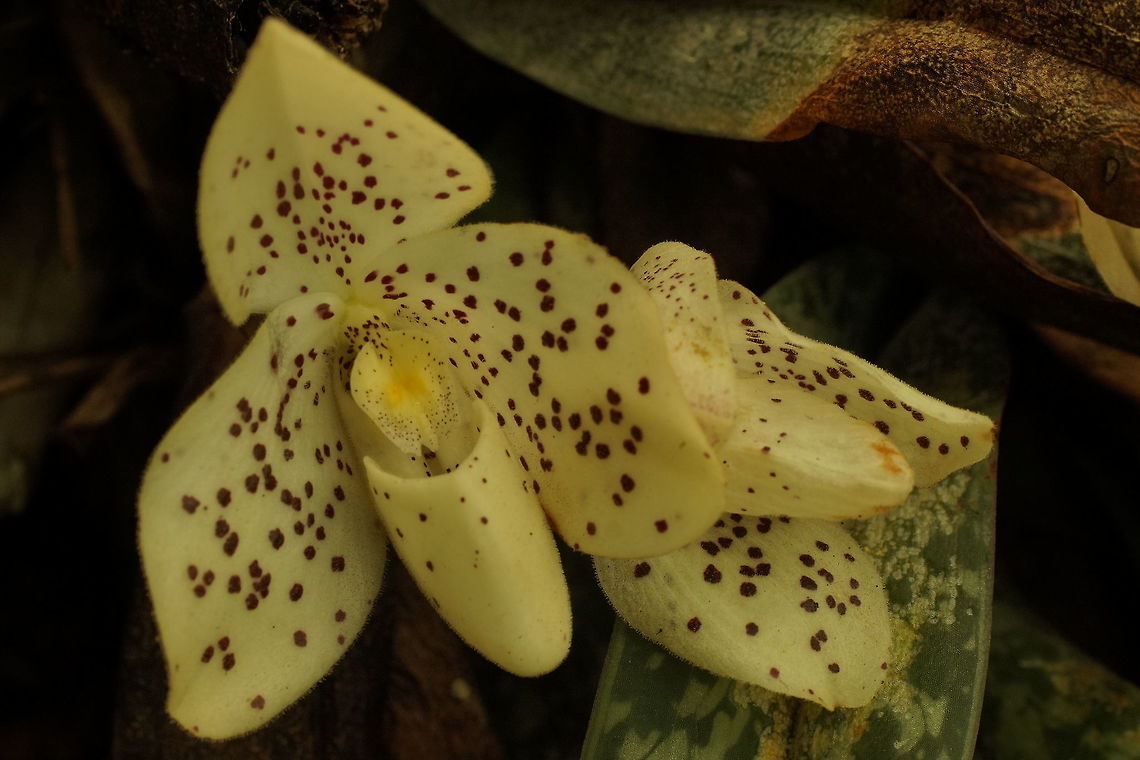 Paphiopedilum wenshanense, Orchidaceae Another white form of Paph. wenshanense with bold markings. This one does not have the full rounded form of the other two posted. All were photographed growing in the same limestone habitat, within several square metres.<br />
<br />
<figure class="photo"><a href="https://www.jungledragon.com/image/74836/paphiopedilum_wenshanense_orchidaceae.html" title="Paphiopedilum wenshanense, Orchidaceae"><img src="https://s3.amazonaws.com/media.jungledragon.com/images/3510/74836_thumb.JPG?AWSAccessKeyId=05GMT0V3GWVNE7GGM1R2&Expires=1759968010&Signature=S31IjciaAT%2BizNi9tokSu5XA2Y8%3D" width="102" height="152" alt="Paphiopedilum wenshanense, Orchidaceae Before the publication of Paphiopedilum wenshanense in 2000, this species was considered to be a naturally occurring hybrid. The putative parents were suggested as being Paph. concolor and Paph. bellatulum.<br />
<br />
Having seen a small population of plants in situ when they were in bloom in May 2016, I&#039;ve concluded that Paph. wenshanense is a highly variable species in both flower form and colour pattern. There was no evidence of Paph. concolor nor Paph. bellatulum in this area.<br />
<br />
The plants were growing on a limestone mountain at around 1,500 m in Yunnan. This was the dry season and the nearby moss on the limestone was dry.<br />
<br />
Colour varied from white to pale yellow or dark yellow with mostly bold spots.  Of the couple of dozen plants that we saw there was only one twin-flowered inflorescence. All the others were single-flowered.<br />
<br />
This one has a good rounded form, a deep yellow flower with bold markings on the dorsal and petals. China,Paphiopedilum wenshanense,lady&#039;s slipper,limestone" /></a></figure><br />
<br />
<figure class="photo"><a href="https://www.jungledragon.com/image/75415/paphiopedilum_wenshanense_orchidaceae.html" title="Paphiopedilum wenshanense, Orchidaceae"><img src="https://s3.amazonaws.com/media.jungledragon.com/images/3510/75415_thumb.JPG?AWSAccessKeyId=05GMT0V3GWVNE7GGM1R2&Expires=1759968010&Signature=Aj43%2B%2FuHkI2WYOHZ9eeDerx1IDg%3D" width="200" height="134" alt="Paphiopedilum wenshanense, Orchidaceae This white form with small speckles on the petals and lip was photographed in the same area in Yunnan as https://www.jungledragon.com/image/74836/paphiopedilum_wenshanense.html<br />
<br />
The dorsal sepal is mostly unmarked, so the markings on the flowers of this species are highly variable. As mentioned in the previous post, the colour may be white to yellow and the spots can be bold and large or fine specks.<br />
<br />
Paph. wenshanense is reported by the World Checklist of Selected Plant Families to occur in Yunnan province in China. I have seen it in neighbouring Guizhou. As far as I know the distribution of this species does not extend into Myanmar nor Thailand. China,Paphiopedilum wenshanense,lady&#039;s slipper,limestone rocks" /></a></figure> China,Paphiopedilum wenshanense,lady's slipper,limestone rocks
