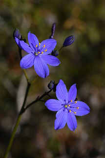 Chamaescilla corymbosa, Asparagaceae, Blue Stars Photographed in Western Australia growing in sandy soil in full sun Australia,Chamaescilla corymbosa,Geotagged,Winter