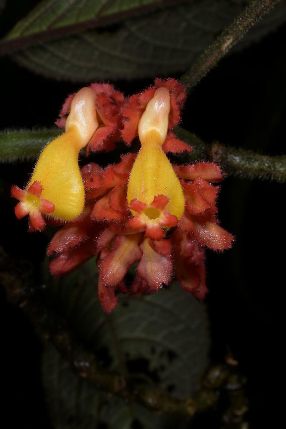Drymonia teuscheri, Gesneriaceae Growing in cloud forest habitat in San Antonio, behind Cali. Altitude was around 2,100 m elevation. Colombia,Drymonia turrialvae,Fall,Geotagged,Gesneriaceae