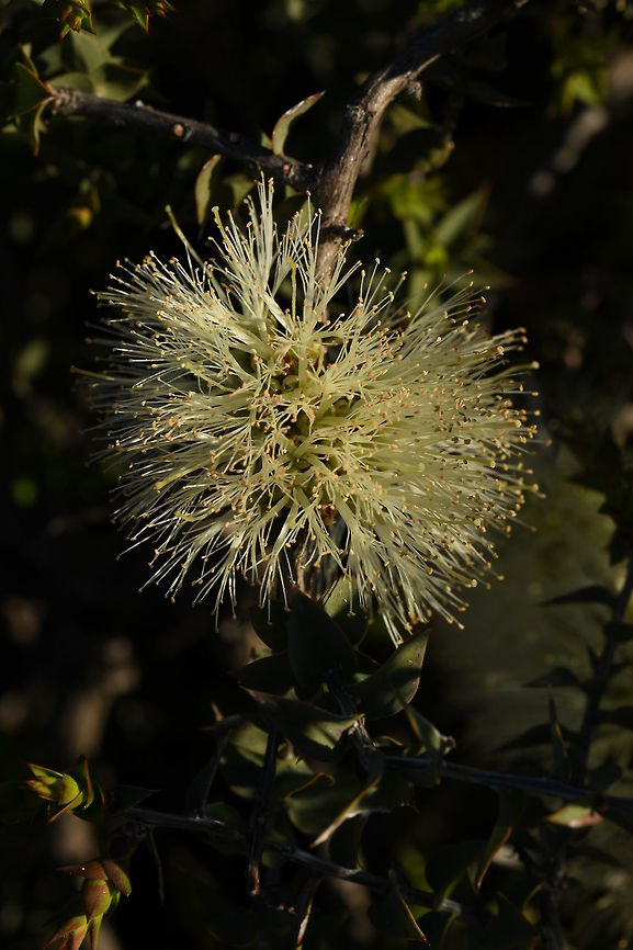Melaleuca longistaminea, Myrtaceae This species is a prickly shrub which has sharp tipped leaves and was photographed late in the afternoon. This shrub was upright but it can be prostrate. It varies in height from 20 cm tall up to 1.5 m high. Plants grow in sandy &amp; clayey soils, gravelly clay loam, ironstone, laterite on sandstone cliffs, plains, and rocky terrain. Australia,Geotagged,Melaleuca longistaminea,Winter