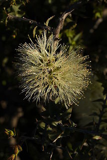 Melaleuca longistaminea, Myrtaceae This species is a prickly shrub which has sharp tipped leaves and was photographed late in the afternoon. This shrub was upright but it can be prostrate. It varies in height from 20 cm tall up to 1.5 m high. Plants grow in sandy & clayey soils, gravelly clay loam, ironstone, laterite on sandstone cliffs, plains, and rocky terrain. Australia,Geotagged,Melaleuca longistaminea,Winter