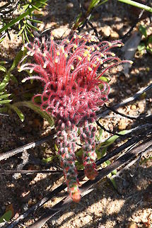 Grevillea dryandroides subspecies hirsuta, Proteaceae This species is listed as Endangered and ranked as Rare Flora in Western Australia so it is protected by legislation. It is a low, clumping shrub to 50 cm high and it is distinguished by its suckering habit which spreads to 1m in diameter. Rigid branchlets support striking yellow-green or grey-green fern-like foliage which consists of deeply divided pinnate leaves that are 7-14cm in length. Subspecies hirsuta has persistently hairy grey-green leaves with lobes >12mm long. Typical subspecies dryandroides has yellow-green leaves with shorter lobes <10mm in length. Australia,Geotagged,Grevillea dryandroides,Winter
