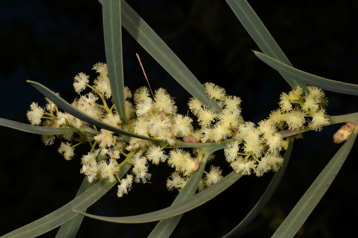 Acacia suaveolens, Fabaceae, Sweet-scented Wattle Acacia suaveolens is a slender, sparingly branched shrub that is usually 1&ndash;3 m high. This is a widespread species that occurs in coastal and near-coastal areas from Bustard Bay area, Queensland, south through New South Wales to Cape Otway, Victoria. It also extends from Casterton to near Penola, South Australia, Tasmania, and some Bass Strait islands. Plants grows in sand or on sandstone, usually in heath or woodland. Acacia suaveolens,Australia,Geotagged,Sweet wattle,Winter
