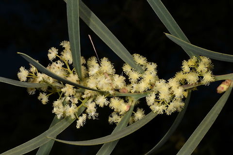 Acacia suaveolens, Fabaceae, Sweet-scented Wattle Acacia suaveolens is a slender, sparingly branched shrub that is usually 1–3 m high. This is a widespread species that occurs in coastal and near-coastal areas from Bustard Bay area, Queensland, south through New South Wales to Cape Otway, Victoria. It also extends from Casterton to near Penola, South Australia, Tasmania, and some Bass Strait islands. Plants grows in sand or on sandstone, usually in heath or woodland. Acacia suaveolens,Australia,Geotagged,Sweet wattle,Winter