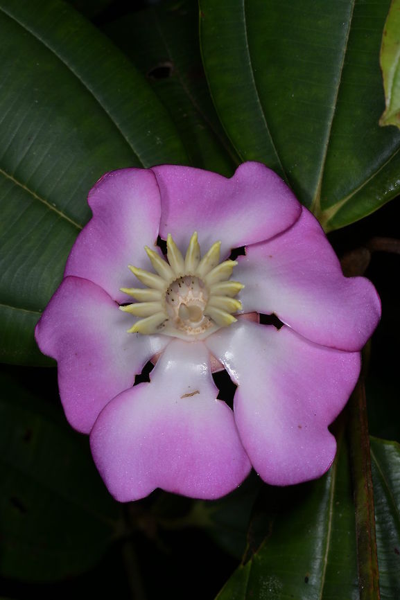 Blakea princeps, Melstomataceae This is a large tree growing in montane cloud forest at around 2,000 m. Blakea princeps,Colombia,Fall,Geotagged
