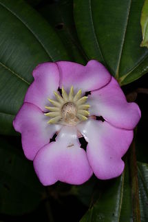 Blakea princeps, Melstomataceae This is a large tree growing in montane cloud forest at around 2,000 m. Blakea princeps,Colombia,Fall,Geotagged
