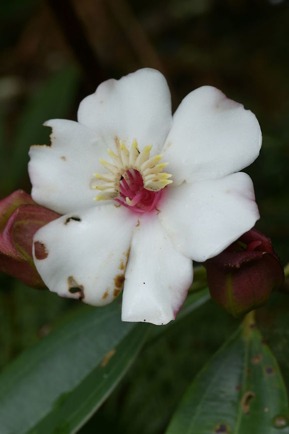Blakea quadrangularis, Melastomataceae A large shrub with white flowers that are tinged pink on the rear. Unfortunately, this must have been towards the end of the blooming period. This was the cleanest flower within easy reach. Blakea quadrangularis,Colombia,Fall,Geotagged