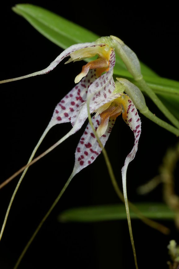 Fissia picturata [syn. Masdevallia picturata], Orchidaceae This one was growing in deep shade in montane cloud forest at around 2,100 m.<br />
Widely distributed, Fissia picturata [syn. Masdevallia picturata] is found from Costa Rica, Panama, Venezuela, Guyana, Colombia, Ecuador, Peru, Bolivia. The flowers are variable in size and the long-tailed sepals can be white, green or purple. Colombia,Fall,Fissia picturata,Geotagged