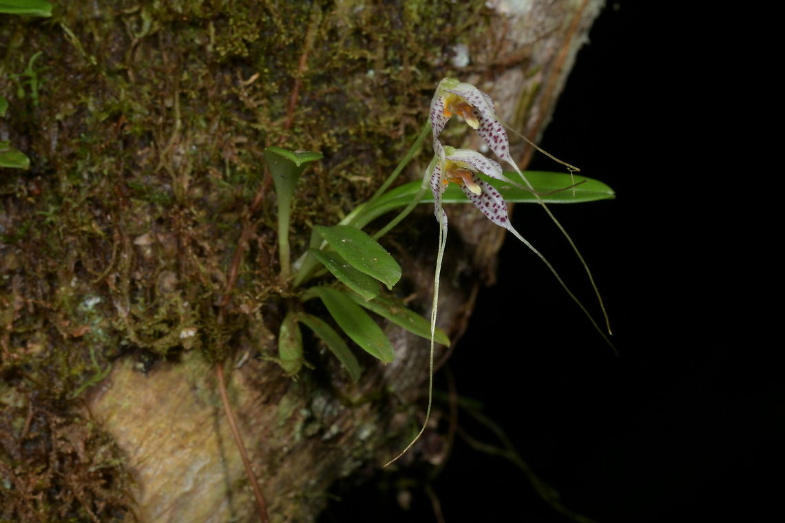 Fissia picturata [syn. Masdevallia picturata], Orchidaceae Fissia picturata [syn. Masdevallia picturata] is a widespread species which is found between 1,600-3,000 growing in cloud forest. The flowers are variable in size and the colour of the tails vary from green to white or purple. This example has white tails. A close up of the flowers can be seen <br />
<figure class="photo"><a href="https://www.jungledragon.com/image/77320/fissia_picturata_syn._masdevallia_picturata_orchidaceae.html" title="Fissia picturata [syn. Masdevallia picturata], Orchidaceae"><img src="https://s3.amazonaws.com/media.jungledragon.com/images/3510/77320_thumb.JPG?AWSAccessKeyId=05GMT0V3GWVNE7GGM1R2&Expires=1763596810&Signature=7qT1OM1PI2HQ6jHCZCQxHVvt%2Bdo%3D" width="102" height="152" alt="Fissia picturata [syn. Masdevallia picturata], Orchidaceae This one was growing in deep shade in montane cloud forest at around 2,100 m.<br />
Widely distributed, Fissia picturata [syn. Masdevallia picturata] is found from Costa Rica, Panama, Venezuela, Guyana, Colombia, Ecuador, Peru, Bolivia. The flowers are variable in size and the long-tailed sepals can be white, green or purple. Colombia,Fall,Fissia picturata,Geotagged" /></a></figure> Colombia,Fall,Fissia picturata,Geotagged