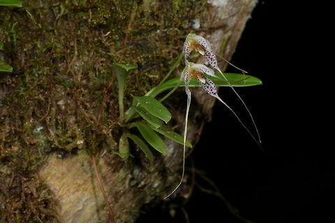 Fissia picturata [syn. Masdevallia picturata], Orchidaceae Fissia picturata [syn. Masdevallia picturata] is a widespread species which is found between 1,600-3,000 growing in cloud forest. The flowers are variable in size and the colour of the tails vary from green to white or purple. This example has white tails. A close up of the flowers can be seen 
https://www.jungledragon.com/image/77320/fissia_picturata_syn._masdevallia_picturata.html Colombia,Fall,Fissia picturata,Geotagged