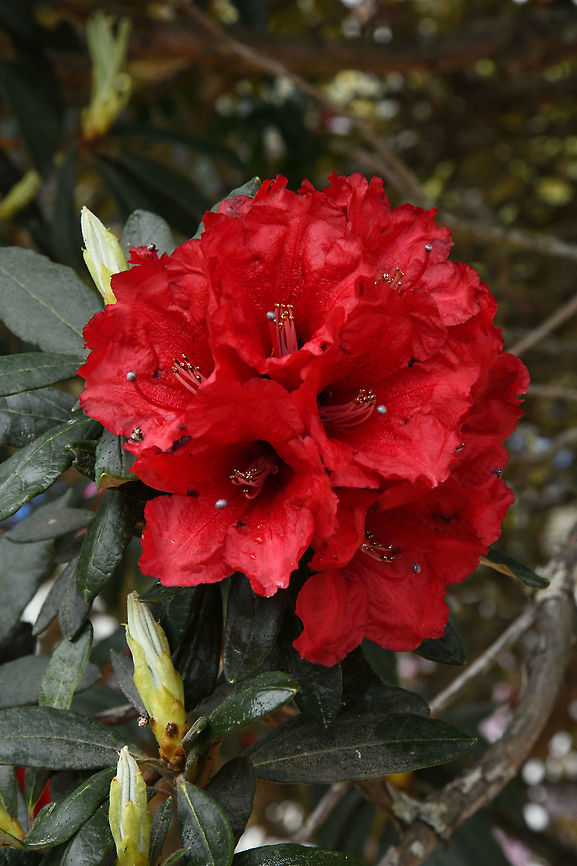 Rhododendron facetum, Ericacaceae Photographed near Dali in Rhododendron forest at around 3,000 m elevation. The habitat was cool and misty. China,Geotagged,Rhododendron facetum,Spring