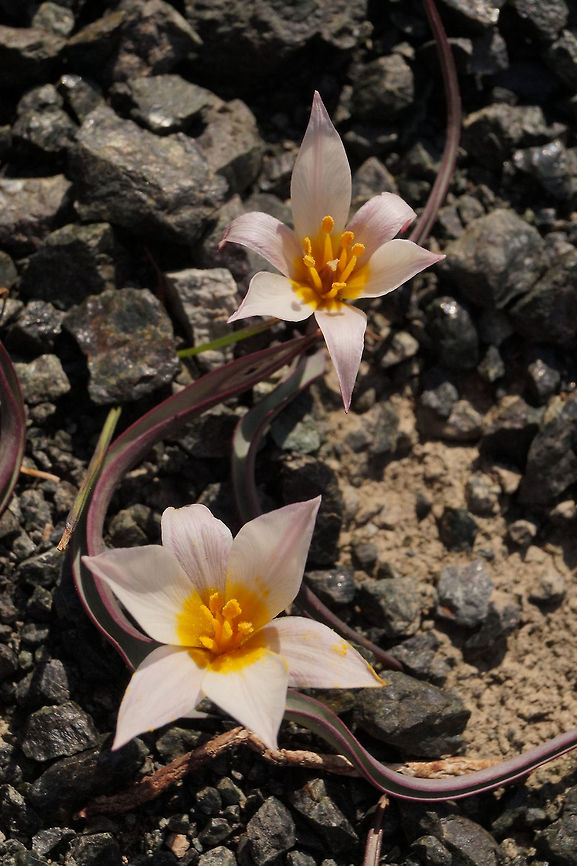 Tulipa cretica, Liliaceae Tulipa cretica was growing in an exposed sandy windy habitat in full sun on a mountain not far from Spilli, Crete. The plants have a single narrow channelled leaf and grow among a volcanic like gravel. Its flower stem is short so the flower is close to the surface. Geotagged,Greece,Spring,Tulipa cretica
