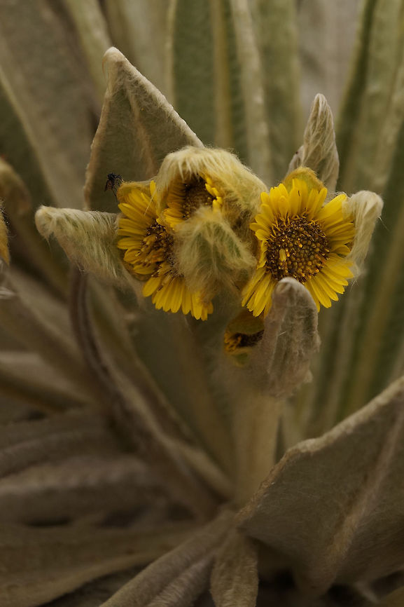 Espeletia pycnophylla, Asteraceae Espeletia pycnophylla is a plant that inhabits the high altitude p&aacute;ramo ecosystem. This was at 3,680 m elevation. The plant is very slow growing and forms a thick trunk with succulent hairy leaves in a dense spiral pattern. Its macrescent leaves help protect the plants from the cold.  Ecuador,Espletia pycnophylla,Geotagged,Páramo,Spring