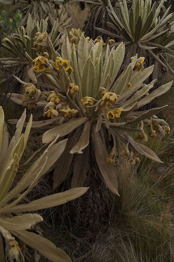 Espeletia pycnophylla, Asteraceae Plant photo taken at same area of <figure class="photo"><a href="https://www.jungledragon.com/image/77779/espeletia_pycnophylla_asteraceae.html" title="Espeletia pycnophylla, Asteraceae"><img src="https://s3.amazonaws.com/media.jungledragon.com/images/3510/77779_thumb.JPG?AWSAccessKeyId=05GMT0V3GWVNE7GGM1R2&Expires=1770854410&Signature=ChKRCfeSQinflVAH9RG2mB%2B%2BBqc%3D" width="102" height="152" alt="Espeletia pycnophylla, Asteraceae Espeletia pycnophylla is a plant that inhabits the high altitude p&aacute;ramo ecosystem. This was at 3,680 m elevation. The plant is very slow growing and forms a thick trunk with succulent hairy leaves in a dense spiral pattern. Its macrescent leaves help protect the plants from the cold.  Ecuador,Espletia pycnophylla,Geotagged,P&aacute;ramo,Spring" /></a></figure> Ecuador,Espletia pycnophylla,Geotagged,Spring