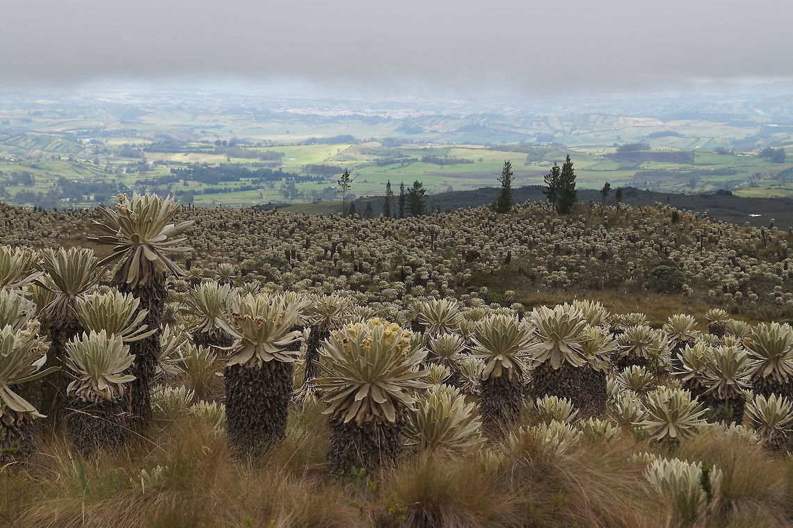Espeletia pycnophylla, Asteraceae Plants cover large areas of the p&aacute;ramo. See also <br />
<figure class="photo"><a href="https://www.jungledragon.com/image/77917/espeletia_pycnophylla_asteraceae.html" title="Espeletia pycnophylla, Asteraceae"><img src="https://s3.amazonaws.com/media.jungledragon.com/images/3510/77917_thumb.JPG?AWSAccessKeyId=05GMT0V3GWVNE7GGM1R2&Expires=1767225610&Signature=U53PAIsmLLfU6OzU26l1zGGj1ow%3D" width="102" height="152" alt="Espeletia pycnophylla, Asteraceae Plant photo taken at same area of https://www.jungledragon.com/image/77779/espletia_pycnophylla_asteraceae.html Ecuador,Espletia pycnophylla,Geotagged,Spring" /></a></figure><br />
and <br />
<figure class="photo"><a href="https://www.jungledragon.com/image/77779/espeletia_pycnophylla_asteraceae.html" title="Espeletia pycnophylla, Asteraceae"><img src="https://s3.amazonaws.com/media.jungledragon.com/images/3510/77779_thumb.JPG?AWSAccessKeyId=05GMT0V3GWVNE7GGM1R2&Expires=1767225610&Signature=anO9jKQEilrGjc%2FZzxjx5v75qYA%3D" width="102" height="152" alt="Espeletia pycnophylla, Asteraceae Espeletia pycnophylla is a plant that inhabits the high altitude p&aacute;ramo ecosystem. This was at 3,680 m elevation. The plant is very slow growing and forms a thick trunk with succulent hairy leaves in a dense spiral pattern. Its macrescent leaves help protect the plants from the cold.  Ecuador,Espletia pycnophylla,Geotagged,P&aacute;ramo,Spring" /></a></figure> Ecuador,Espeletia pycnophylla,Geotagged,Spring