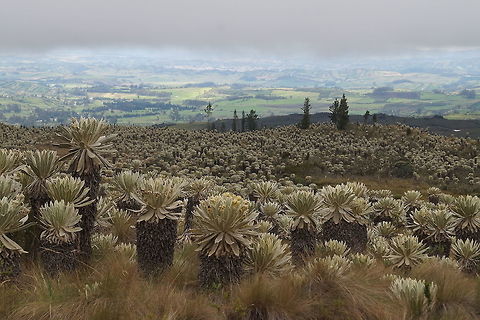 Espeletia pycnophylla, Asteraceae Plants cover large areas of the p&aacute;ramo. See also 
https://www.jungledragon.com/image/77917/espletia_pycnophylla_asteraceae.html
and 
https://www.jungledragon.com/image/77779/espletia_pycnophylla_asteraceae.html Ecuador,Espeletia pycnophylla,Geotagged,Spring