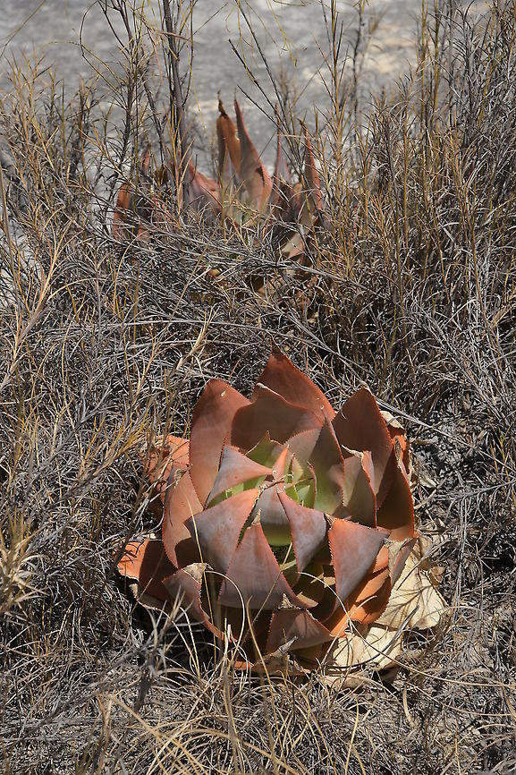 Aloe imalotensis, Asphodelaceae Growing with grasses in hot sunny dry habitat on open rocky habitat in areas where some moisture gathers. The area was on a plateau at around 835 m above sea level, where there was plenty of breeze.<br />
<br />
I was attracted by the overall plant form of this Aloe with the rosette of broad glaucous reddish leaves. Aloe imalotensis,Geotagged,Isalo National Park,Madagascar,spring