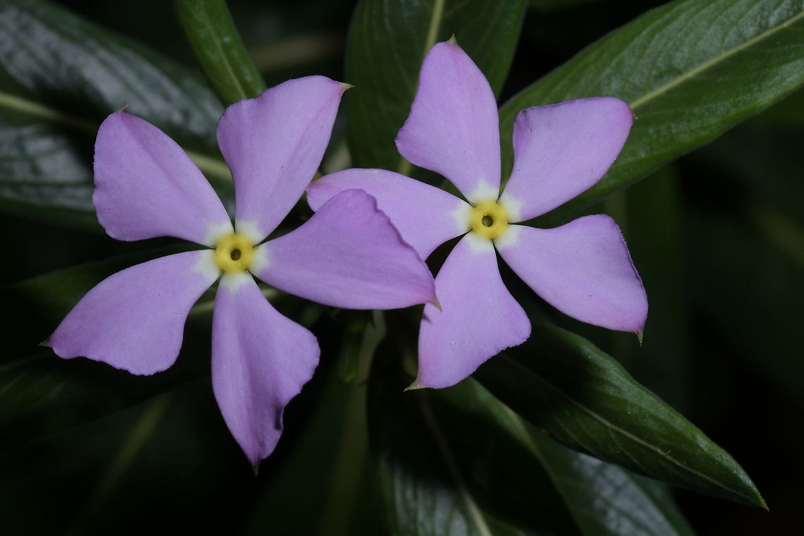 Catharanthus longifolius, Apocynaceae This uncommon species was growing under partly shady conditions in the dry habitat of Isalo National Park around 930 m elevation. The soil is sandy and the plant was surrounded by large rocks and boulders.<br />
<br />
The plant has a stout upright stem and long broad leaves plus these pale violet flowers. A very different species compared with the commonly seen Catharanthus roseus in cultivation.<br />
<br />
 Catharanthus longifolius,Geotagged,Madagascar,Spring