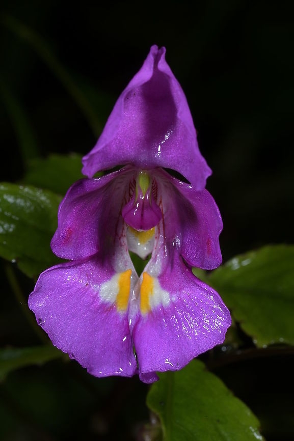 Impatiens bisaccata, Balsamaceae A pretty Impatiens species with cupped violet-mauve flowers, growing in wet shady wet cloud forest at Parc National Montagne D&#039;Ambre, in northern Madagascar. This montane forest is an unusual respite from the hot dry surrounding region in that part of the country.<br />
<br />
The golden-yellow on white markings in the centre provides a pleasing contrast to this unusual-shaped flower. Balsaminaceae,Geotagged,Impatiens bisaccata,Madagascar,Montagne d'Ambre,Rainforest,Winter,impatiens