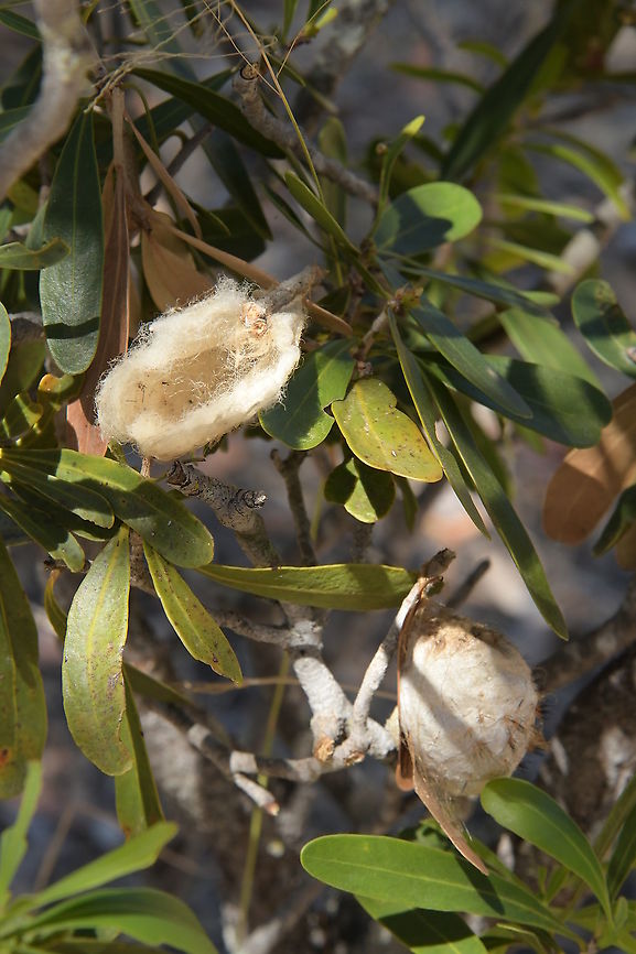 Borocera madigascariensis cocoon The cocoons of the tapia silkworm Borocera madagascariensis are collected from the Uapaca bojeri, Phyllanthaceae or Tapia trees. In local Malagasy culture, the silk is traditionally used for burial shrouds. In addition, the wild silk has a local market importance.<br />
 Borocera madigascariensis,Cocoon,Geotagged,Isalo National Park,Madagascar,Spring,silk