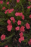Catharanthus ovalis, Apocynaceae The red colour of these flowers easily catches the eye, especially when the surrounding area is sandy, rocky and so dry. This species seems to be uncommon and rarely seen - especially in such a large clump. It was growing exposed to full sunlight but the sky was overcast when this image was taken.<br />
<br />
Catharanthus ovalis derives its specific epithet in reference to the ovate leaves.<br />
 Apocynaceae,Catharanthus ovalis,Geotagged,Isalo National Park,Madagascar,Spring