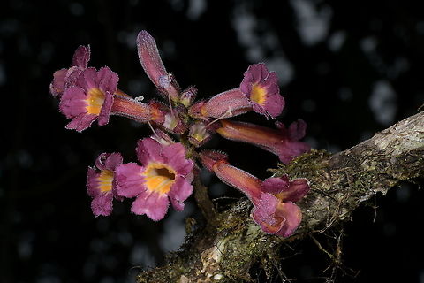 Colea fusca, Bignoniaceae Seen in ridge forest in Iaroka Reserve, Andasibe, at around 1,095 m elevation.

This is definitely not the freshwater snailClea fusca, which shows on the main panel! Andasibe NP,Bignoniaceae,Colea fusca,Geotagged,Madagascar,Spring,trumpet