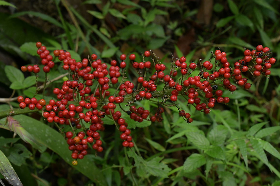 Xiphidium caeruleum in fruit, Haemodoraceae Often captured in bloom, this widespread species seems to be rarely photographed with these brilliant red-coloured fruit.<br />
<br />
Seen close to Montezuma Rainforest Lodge, Tatam&aacute; National Park, Colombia. This habitat is wet rainforest at 1,380 m elevation. Colombia,Fruit,Geotagged,Haemodoraceae,Rainforest,Summer,Tatama National Park,Xiphidium caeruleum,berries