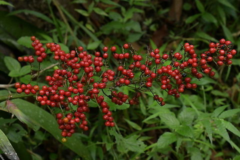 Xiphidium caeruleum in fruit, Haemodoraceae Often captured in bloom, this widespread species seems to be rarely photographed with these brilliant red-coloured fruit.

Seen close to Montezuma Rainforest Lodge, Tatamá National Park, Colombia. This habitat is wet rainforest at 1,380 m elevation. Colombia,Fruit,Geotagged,Haemodoraceae,Rainforest,Summer,Tatama National Park,Xiphidium caeruleum,berries