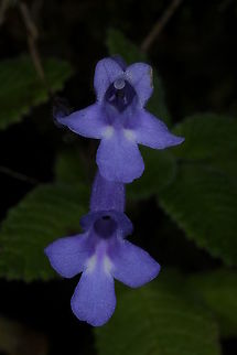 Streptocarpus hilsenbergii, Gesneriaceae These beautiful blue flowers were growing in shade in wet rainforest at Ranomafana National Park, Madagascar. Plants were growing along the road side. It was difficult to find unmarked or undamaged flowers, so they must have been nearing the end of their blooming period.  Blue,Geotagged,Gesneriaceae,Madagascar,Ranomafana National Park,Streptocarpus hilsenbergii,Winter