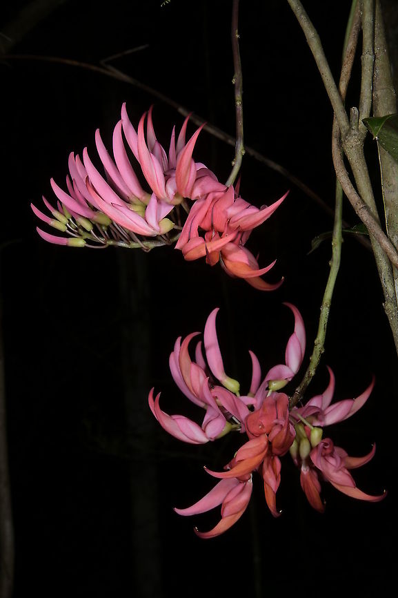 Strongylodon madagascariensis, Fabaceae Photographed in Mahkajy Private Reserve, growing in the shade of low canopy forest. Altitude approximately 1,000 m elevation. Fabaceae,Geotagged,Madagascar,Ranomafana National Park,Strongylodon madagascariensis,Winter,vine