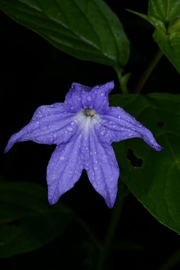 Browallia speciosa, Solanaceae Growing in shady wet rain forest, Tatam&aacute; National Park along the road from Montezuma Rainforest Lodge leading up to the top of Cerro Montezuma. This habitat is often covered in cloud and mist at various times during the day, often with regular showers of rain. Browallia speciosa,Colombia,Geotagged,Rainforest,Summer,Tatama National Park,rain