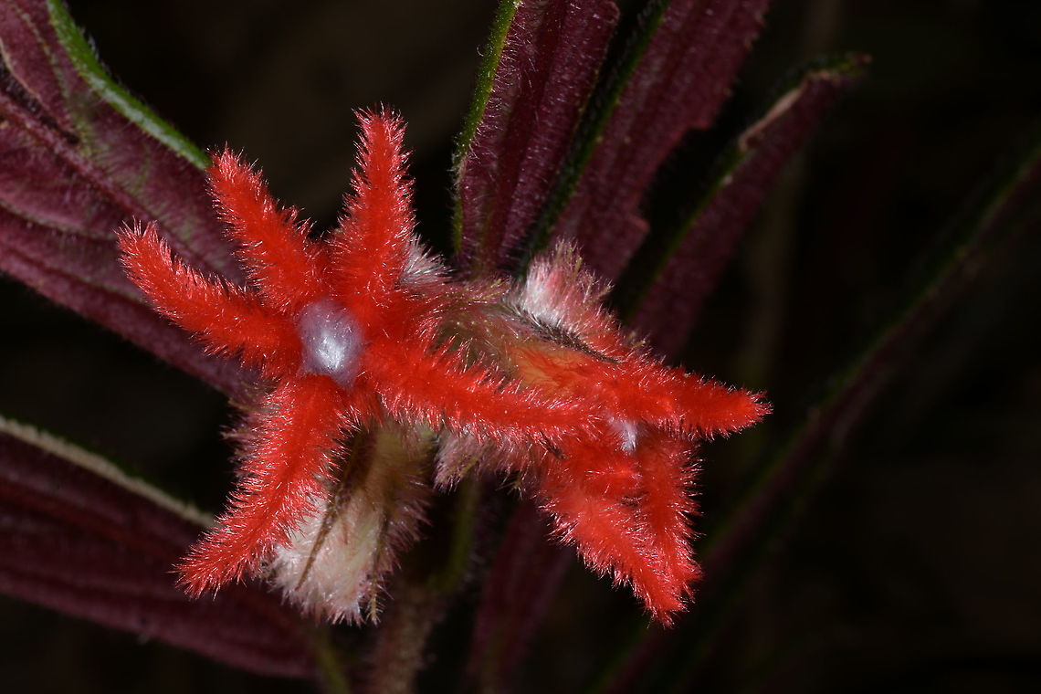 Columnea rosea, Gesneriaceae These bizarre velvety red segments caught my attention. It also has red-purple underneath the leaves. This plant was growing in deep shade on one of the trails at Montezuma Rainforest Lodge, Tatam&aacute; National Park, near 1,460 m elevation. This habitat is either wet or sometimes even wetter with more rain.<br />
<br />
 Colombia,Columnea rosea,Geotagged,Gesneriaceae,Summer,Tatama National Park,red