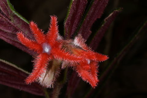 Columnea rosea, Gesneriaceae These bizarre velvety red segments caught my attention. It also has red-purple underneath the leaves. This plant was growing in deep shade on one of the trails at Montezuma Rainforest Lodge, Tatamá National Park, near 1,460 m elevation. This habitat is either wet or sometimes even wetter with more rain.

 Colombia,Columnea rosea,Geotagged,Gesneriaceae,Summer,Tatama National Park,red