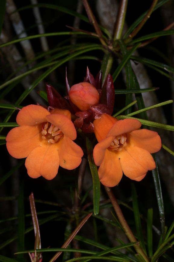 Rhododendron stenophyllum, subgenus Vireya, Ericaceae These brilliant near-fluorescent orange bell-shaped blooms stood out against the needle-like leaves.  It was a small shrub approximately 2 m tall, growing in cloud forest at Mount Alab, Sabah, Borneo. Altitude 1,960 m elevation.<br />
<br />
It is classified in Ericaceae subgenus Vireya. Ericaceae,Geotagged,Malaysia,Orange,Rhododendron,Rhododendron stenophyllum,Sabah,Summer,mountain,needle,trumpet