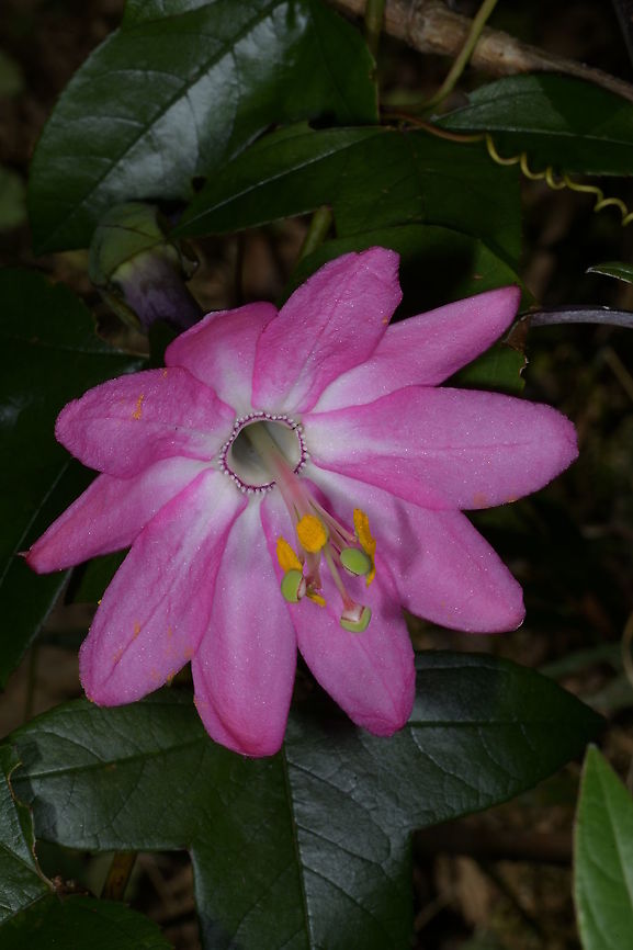 Passiflora luzmarina, Passifloraceae Although Wikipedia only lists this species for Ecuador, this one was photographed in San Sebastian Ecological Reserve, Colombia. The beautiful pink tubular flowers hang downwards.<br />
<br />
This is a cool montane species growing in forest that is regularly subject to moisture from cloud formation. Altitude approximately 2,600 m elevation. Colombia,Geotagged,Passiflora luzmarina,Passifloraceae,Summer,mountain,pink flower,trumpet,vine