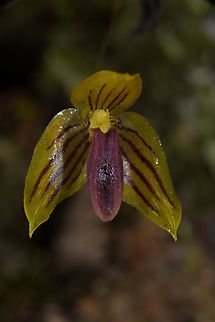 Bulbophyllum pandurella, Orchidaceae Dwarf clumping epiphytic plant with single flowers. Photographed in shady wet ridge rainforest in Andasibe National Park. Altitude 1,095 m elevation. Andasibe NP,Bulbophyllum pandurella,Geotagged,Madagascar,Orchidaceae,Rainforest,Spring