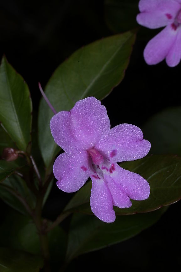 Impatiens hildebrandtii, Balsamaceae Impatiens hildebrandtii occurs in rainforests in Eastern Central Madagascar. This one was photographed in Iaroka Reserve, Andasibe. Altitude 1,095 m elevation.<br />
<br />
Impatiens hildebrandtii differs from the similar Impatiens firmula by its straight slender spur, the shape of the dorsal petal, the shape of the united lateral petals, and the shape of the leaves. Impatiens firmula has a forward-curved spur, and helmet-shaped dorsal petal.<br />
<br />
Reference: Rahelivololona, M.E. (2018) Balsamaceae in Madagascar and the Comoro Islands: Systematics, Evolution, and Biogeography. Thesis accessed on line 17/5/2020 Andasibe,Geotagged,Impatiens hildebrandtii,Madagascar,Rainforest,Spring,impatiens
