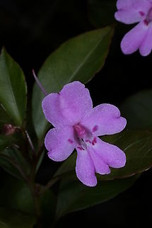Impatiens hildebrandtii, Balsamaceae Impatiens hildebrandtii occurs in rainforests in Eastern Central Madagascar. This one was photographed in Iaroka Reserve, Andasibe. Altitude 1,095 m elevation.

Impatiens hildebrandtii differs from the similar Impatiens firmula by its straight slender spur, the shape of the dorsal petal, the shape of the united lateral petals, and the shape of the leaves. Impatiens firmula has a forward-curved spur, and helmet-shaped dorsal petal.

Reference: Rahelivololona, M.E. (2018) Balsamaceae in Madagascar and the Comoro Islands: Systematics, Evolution, and Biogeography. Thesis accessed on line 17/5/2020 Andasibe,Geotagged,Impatiens hildebrandtii,Madagascar,Rainforest,Spring,impatiens