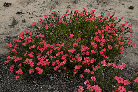 Catharanthus ovalis, Apocynaceae Large clumps of Catharanthus ovalis like this seem to be rare.  This showy spectacle was photographed under cloud cover, otherwise it would be exposed to direct sunlight.

A close up is posted here https://www.jungledragon.com/image/92609/catharanthus_ovalis_apocynaceae.html
 Catharanthus ovalis,Geotagged,Isalo National Park,Madagascar,Pink,Spring,large,pink flower,red,sand