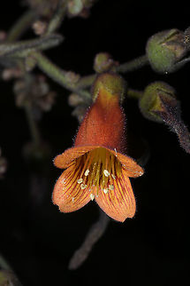 Kalanchoe pubescens, Crassulaceae Seen along a roadside stop between Antananarivo and Ranomafana. This plant was growing on the side or slope of the road cut.

Identified using Werner Rauh, 1995, Succulent & Xerophytic Plants of Madagascar. Crassulaceae,Geotagged,Kalanchoe,Kalanchoe pubescens,Madagascar,Winter