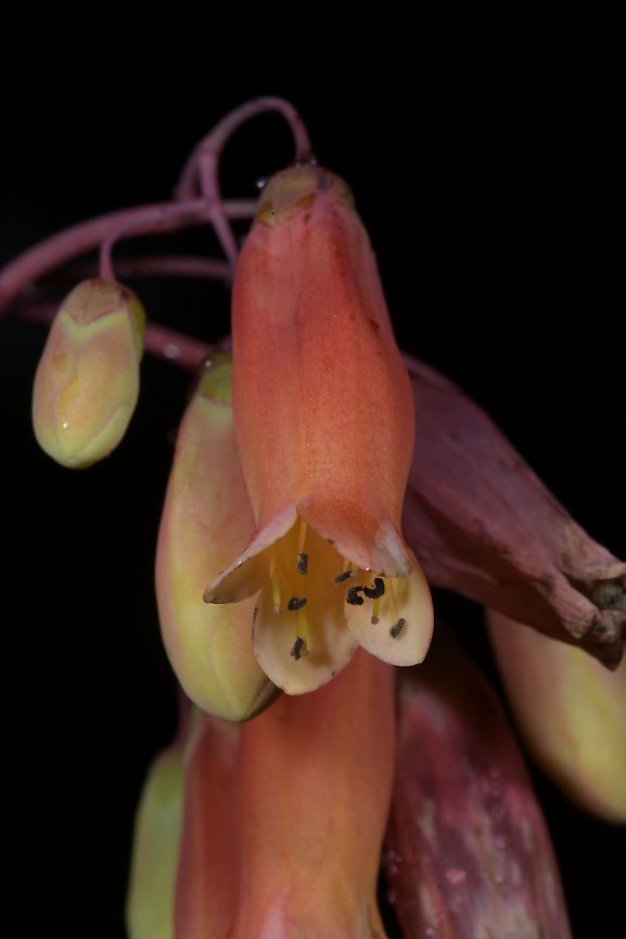 Kalanchoe peltata, Crassulaceae Large clumping plant growing in shade by the roadside in wet rain forest of Ranomafana National Park.<br />
<br />
Identified using Werner Rauh, 1995, Succulent &amp; Xerophytic Plants of Madagascar. Crassulaceae,Geotagged,Kalanchoe,Kalanchoe peltata,Madagascar,Winter
