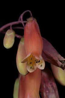 Kalanchoe peltata, Crassulaceae Large clumping plant growing in shade by the roadside in wet rain forest of Ranomafana National Park.

Identified using Werner Rauh, 1995, Succulent & Xerophytic Plants of Madagascar. Crassulaceae,Geotagged,Kalanchoe,Kalanchoe peltata,Madagascar,Winter