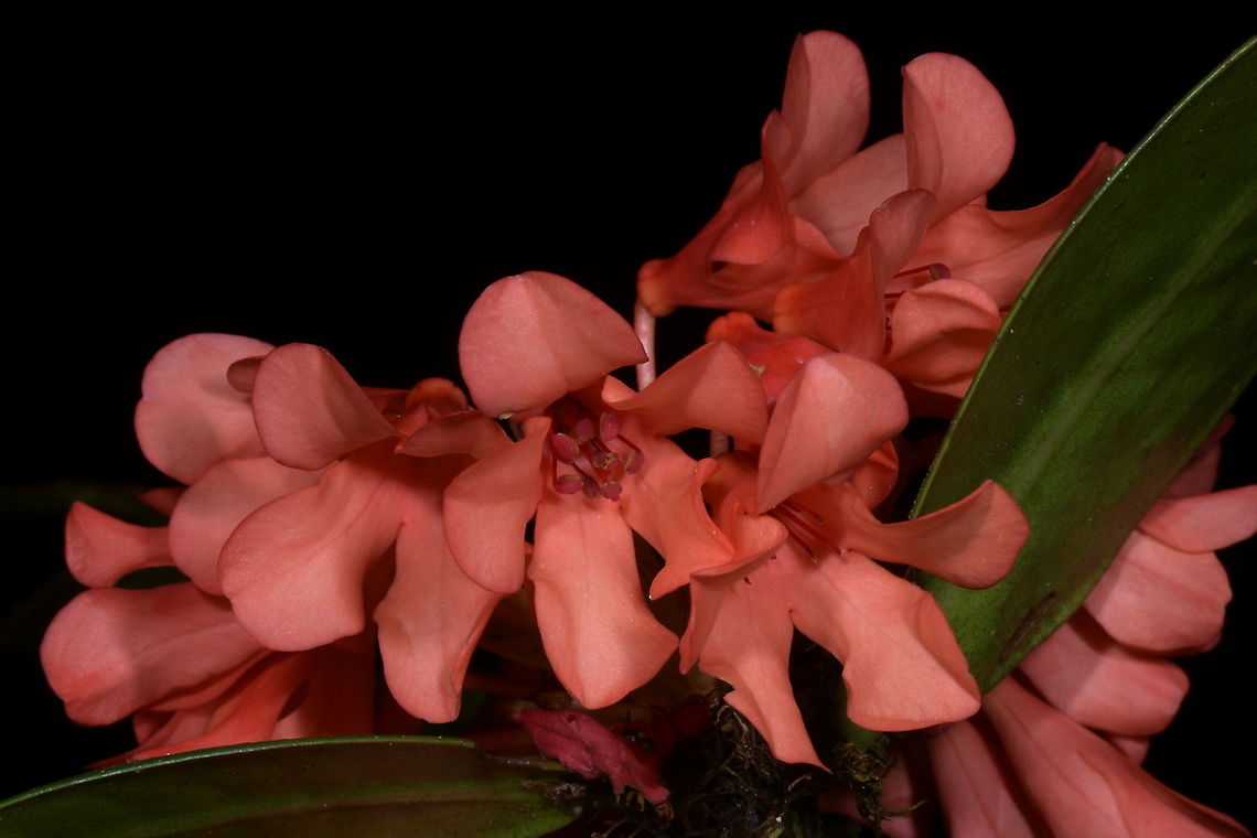 Rhododendron crassifolium, Ericaceae Rhododendron crassifolium, subgenus Vireya, Ericaceae.<br />
<br />
Photographed in wet cloud forest at Mount Alab, Sabah. Altitude 1,965 m elevarion. Ericaceae,Geotagged,Malaysia,Rhododendron crassifolium,Sabah,Summer,cloud forest