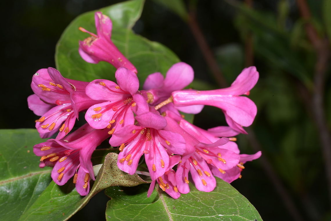 Rhododendron durionifolium subspecies sabahense, Ericaceae Rhododendron durionifolium subsp. sabahense, subgenus Vireya, Ericaceae.<br />
<br />
Photographed in rainforest on Mount Rimau, Sabah. Elevation 1,595 m altitude. Ericaceae,Geotagged,Malaysia,Rhododendron,Rhododendron durionifolium sabahense,Sabah,Summer