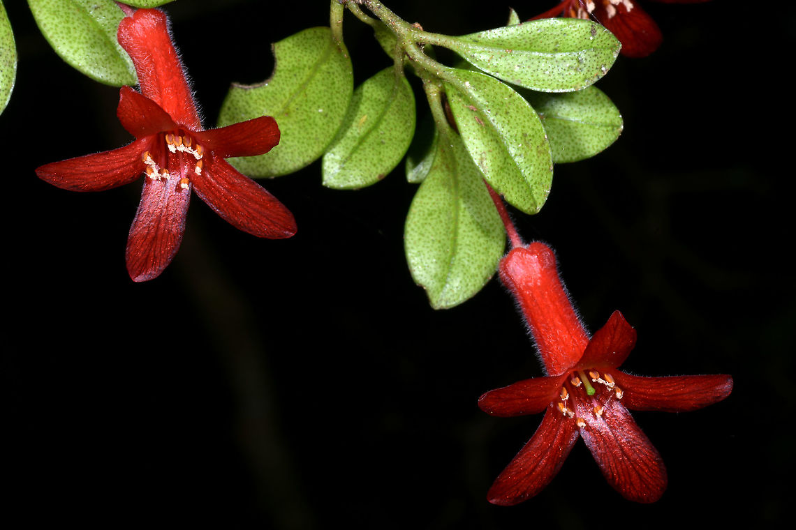 Rhododendron burtii, Ericaceae Rhododendron burtii, subgenus Vireya, Ericaceae.<br />
<br />
Seen in wet rain forest on Mount Rimau, Sipitang District, Sabah. Altitude 1,500 m. Ericaceae,Geotagged,Malaysia,Rhododendron,Rhododendron burtii,Sabah,Summer