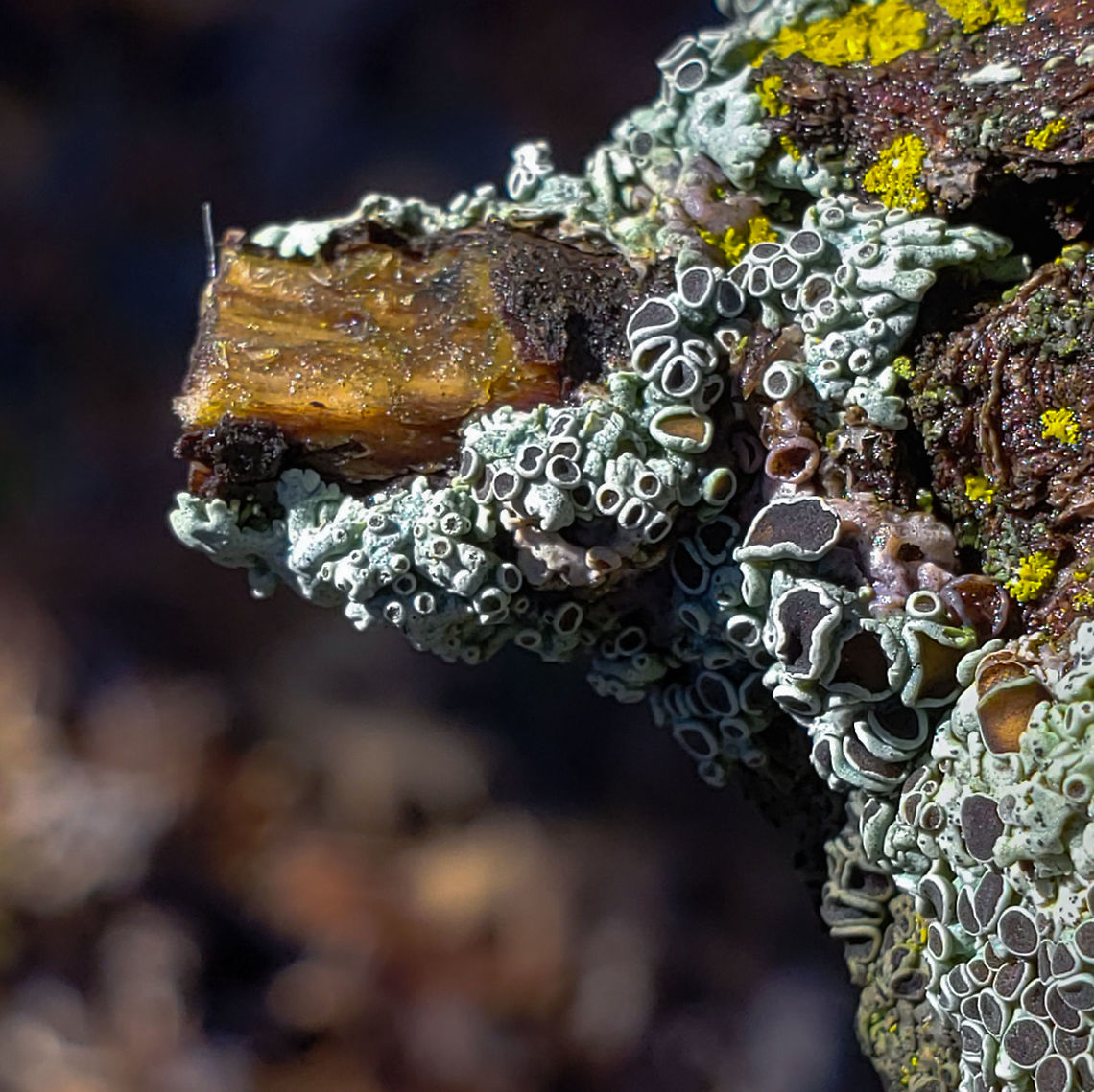 Lichen on a Stick  Forest,Geotagged,Lichen,Moss,United States,Winter,branch
