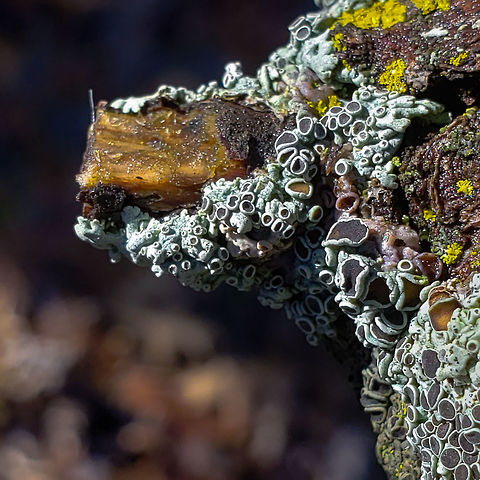 Lichen on a Stick  Forest,Geotagged,Lichen,Moss,United States,Winter,branch