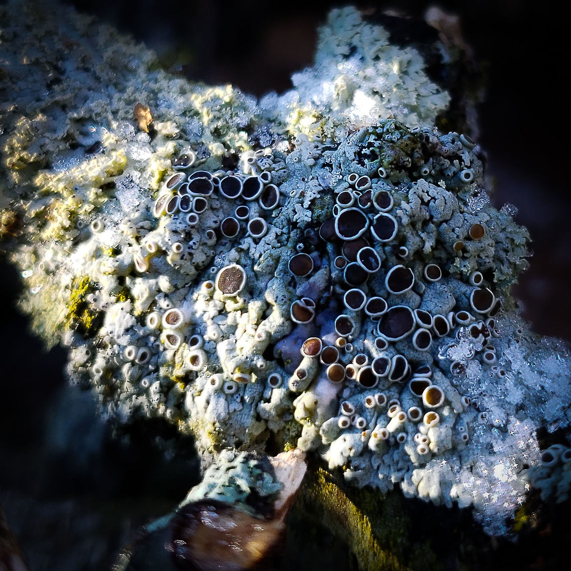 Lichen on Another Stick  Forest,Geotagged,Lichen,Moss,United States,Winter,branch