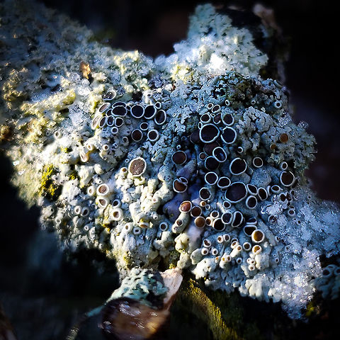 Lichen on Another Stick  Forest,Geotagged,Lichen,Moss,United States,Winter,branch